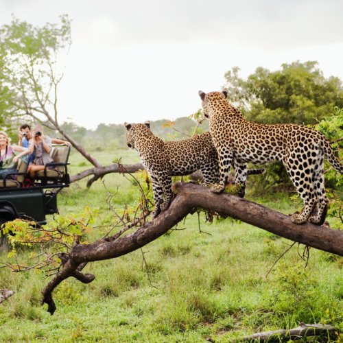 Two leopards on tree watching tourists in jeep back view