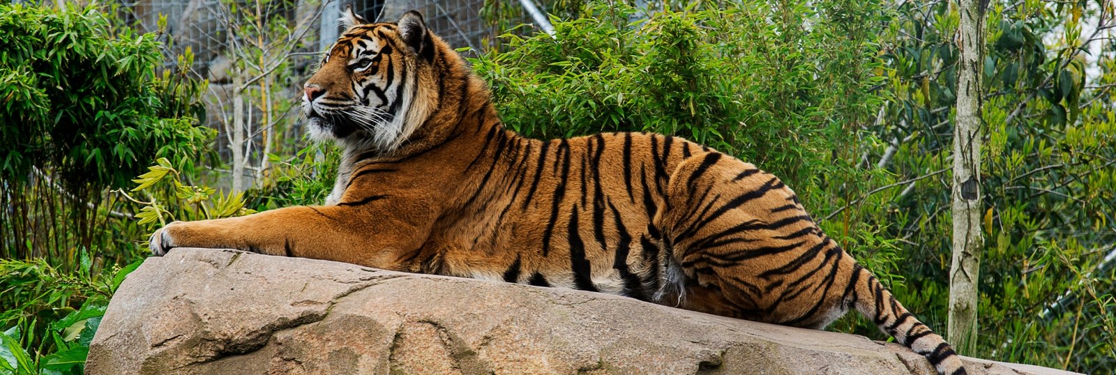 Tiger Safari in india